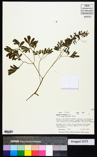 Corydalis bulbosa image