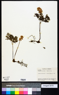 Dicentra canadensis image