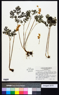 Dicentra cucullaria image