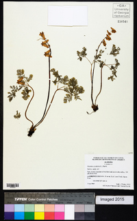 Dicentra cucullaria image