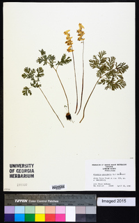 Dicentra cucullaria image