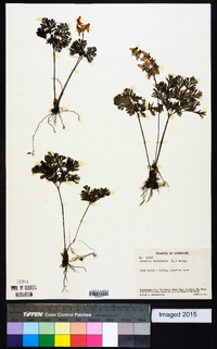 Dicentra cucullaria image