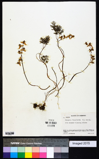 Dicentra cucullaria image