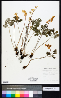 Dicentra cucullaria image