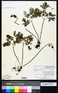 Dicentra cucullaria image