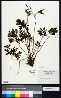 Dicentra eximia image