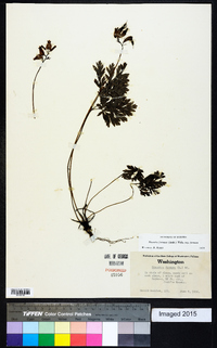 Dicentra formosa image