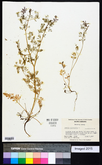 Fumaria officinalis image