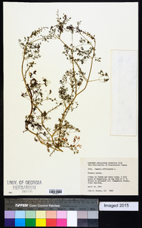 Fumaria officinalis image