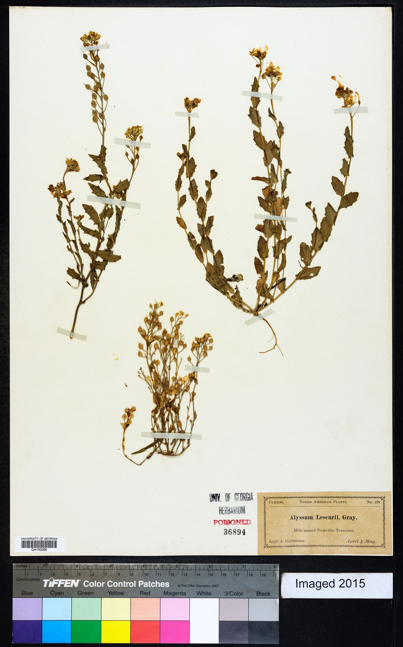 Paysonia lescurii image