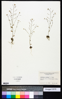 Arabidopsis thaliana image