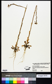 Boechera stricta image