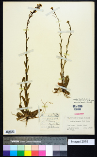 Arabis pycnocarpa image