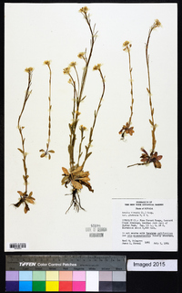 Arabis hirsuta image