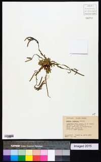 Arabis lemmonii image