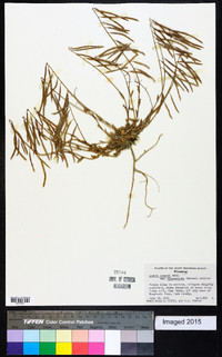 Arabis lemmonii image