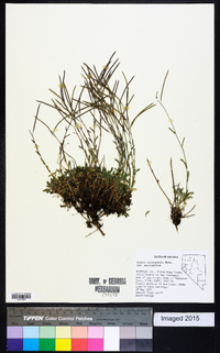 Arabis microphylla image