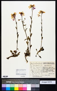 Arabis modesta image