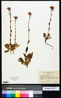 Arabis blepharophylla image