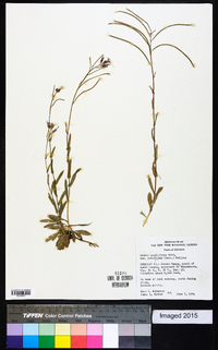 Arabis sparsiflora image