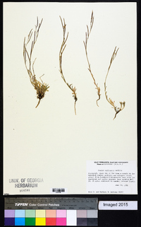 Arabis williamsii image