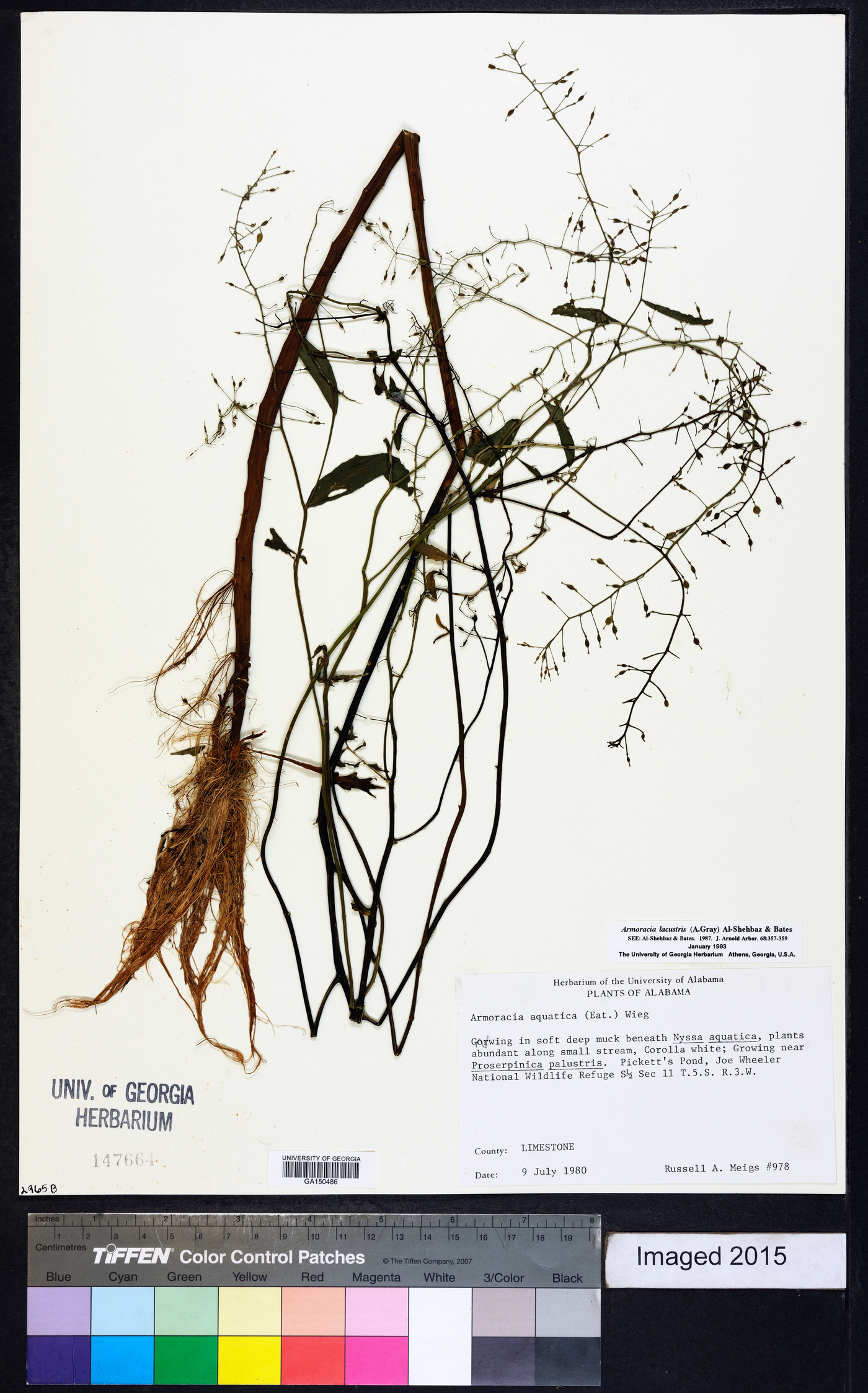 Armoracia lacustris image
