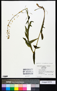 Borodinia canadensis image