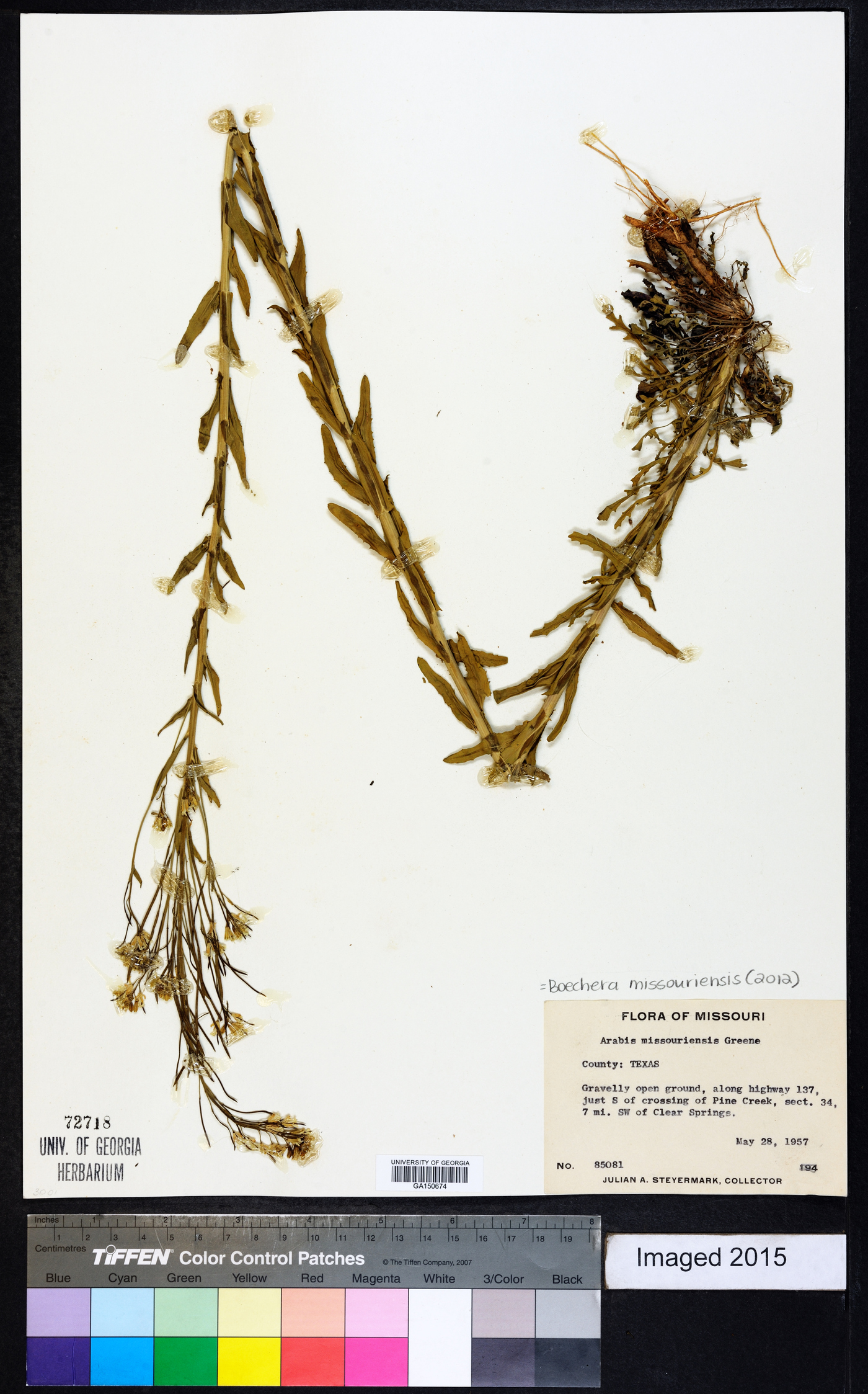 Borodinia missouriensis image