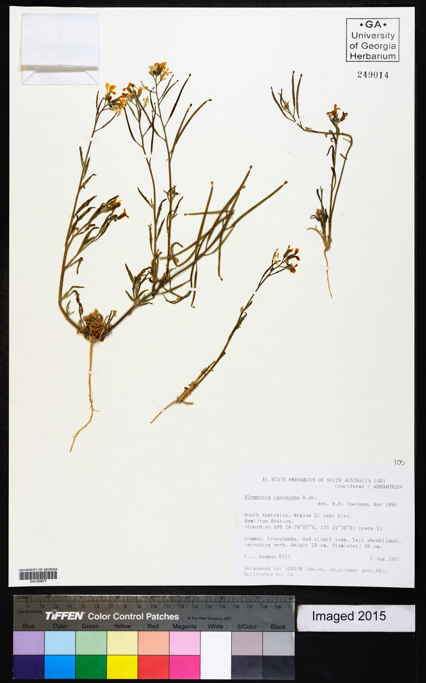 Blennodia image