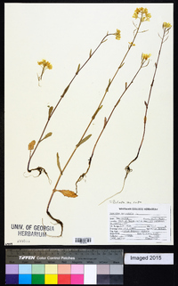 Brassica rapa var. rapa image