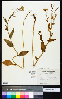 Brassica rapa var. rapa image