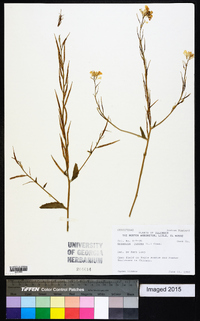 Brassica juncea image