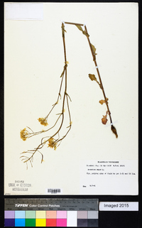Brassica napus image