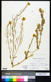 Brassica napus image