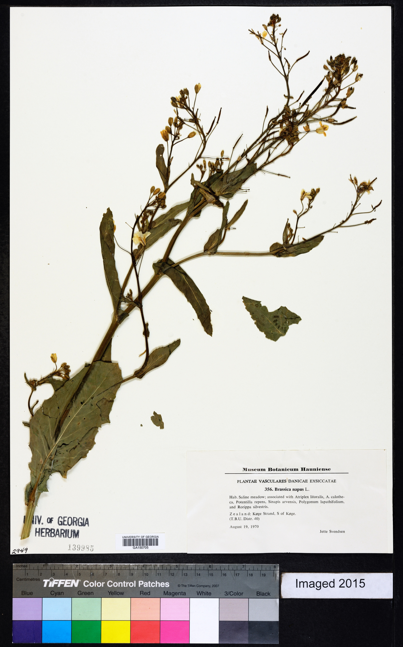 Brassica napus image