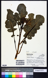 Brassica oleracea image