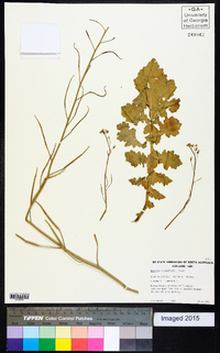 Brassica tournefortii image