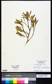 Cakile edentula subsp. edentula image