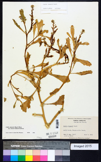 Cakile edentula subsp. harperi image