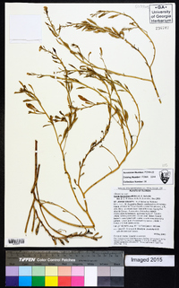 Cakile lanceolata image