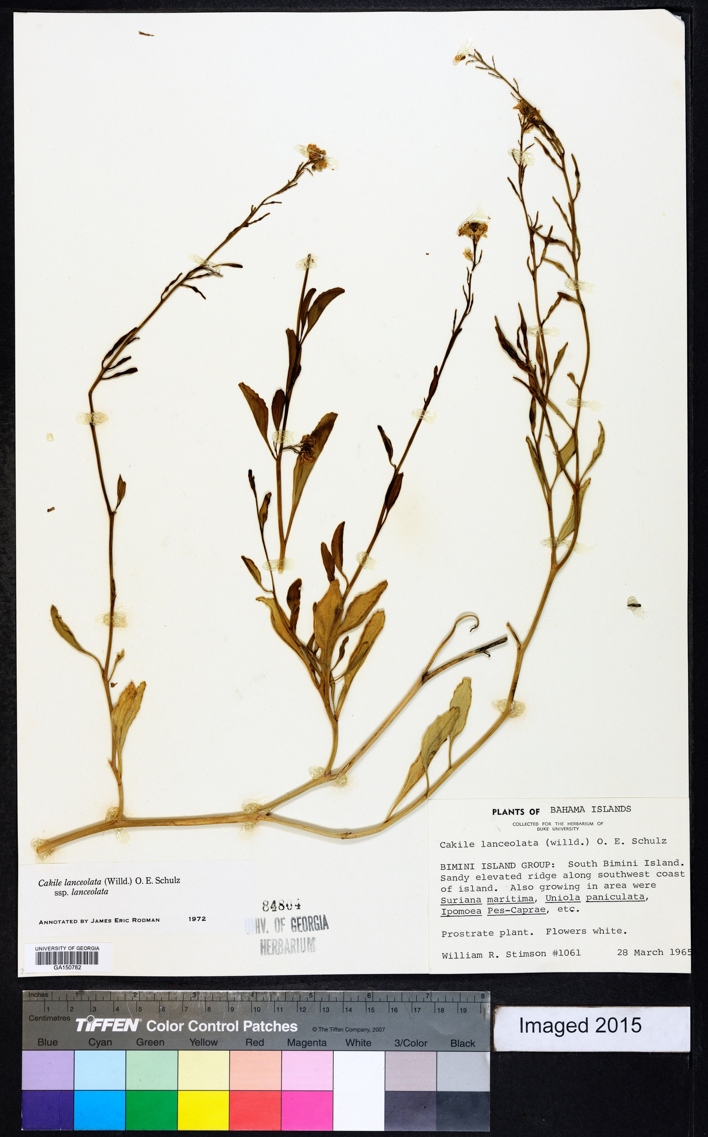 Cakile lanceolata subsp. lanceolata image