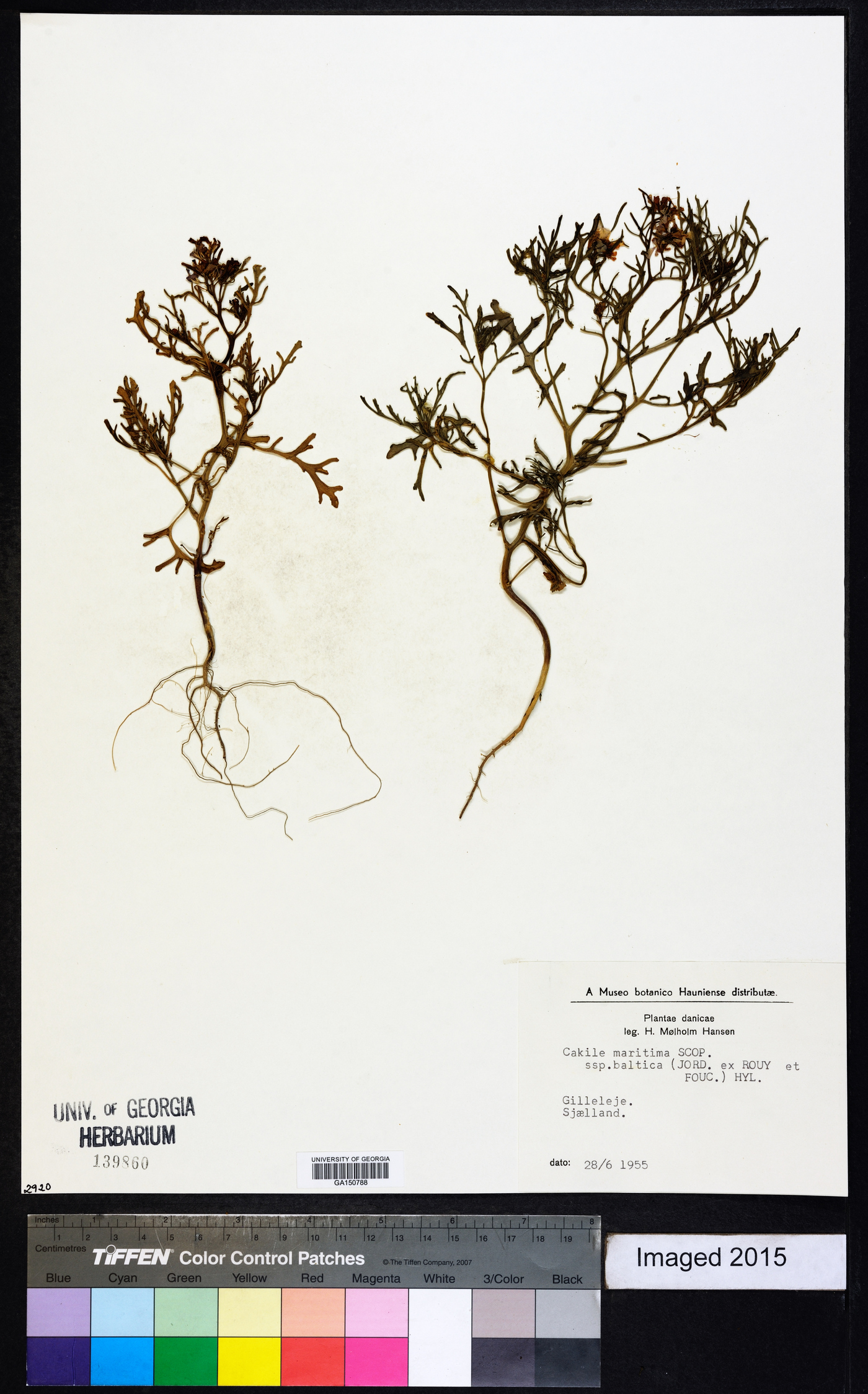 Cakile maritima subsp. baltica image