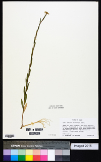 Camelina microcarpa image