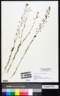 Camelina microcarpa image