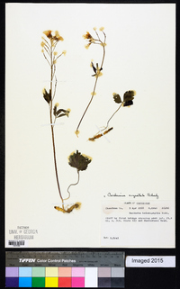 Cardamine angustata image