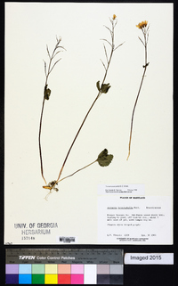 Cardamine angustata image