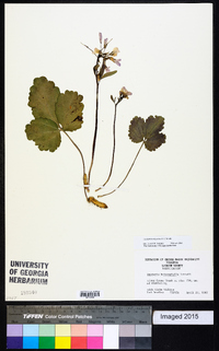 Cardamine angustata image