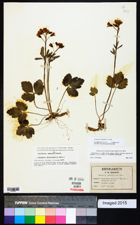 Cardamine angustata image