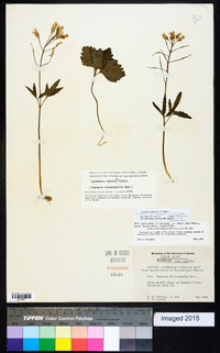 Cardamine angustata image