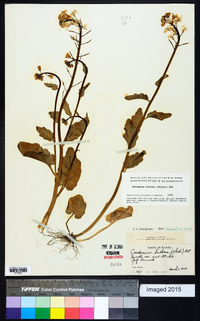 Cardamine bulbosa image